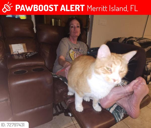 Lost Male Cat last seen Dalbora, Merritt Island, FL 32953