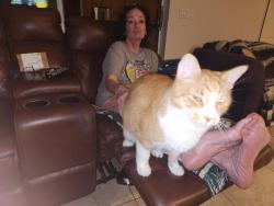 Lost Male Cat last seen Dalbora, Merritt Island, FL 32953