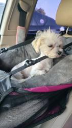 Lost Male Dog last seen Near galleria mall , Dallas Pkwy, TX 75034