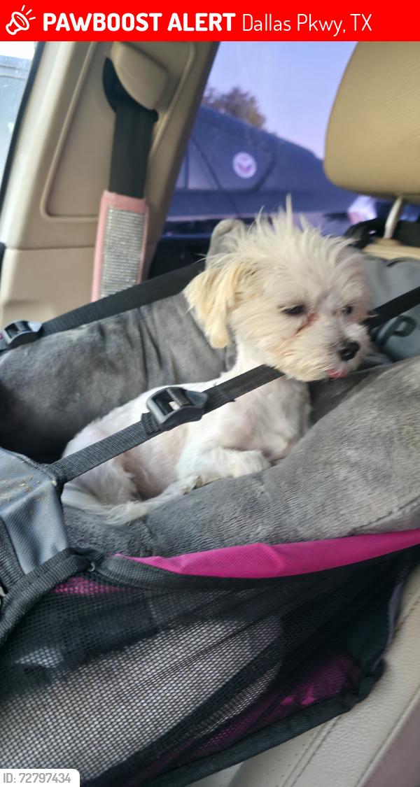 Lost Male Dog last seen Near galleria mall , Dallas Pkwy, TX 75034