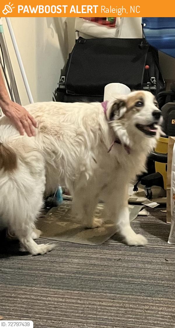 Found/Stray Unknown Dog last seen Singleleaf Lane Raleigh NC, Raleigh, NC 27616