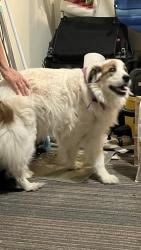 Found/Stray Unknown Dog last seen Singleleaf Lane Raleigh NC, Raleigh, NC 27616