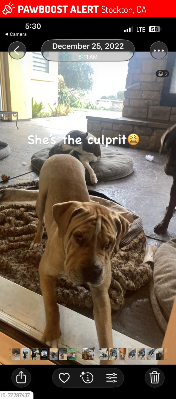Lost Female Dog last seen Alpine and hwy 26. Stockton, Stockton, CA 95215