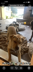 Lost Female Dog last seen Alpine and hwy 26. Stockton, Stockton, CA 95215