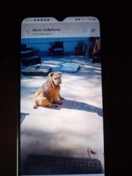Lost Female Dog last seen Stone haven Rd, Kernersville, NC 27284