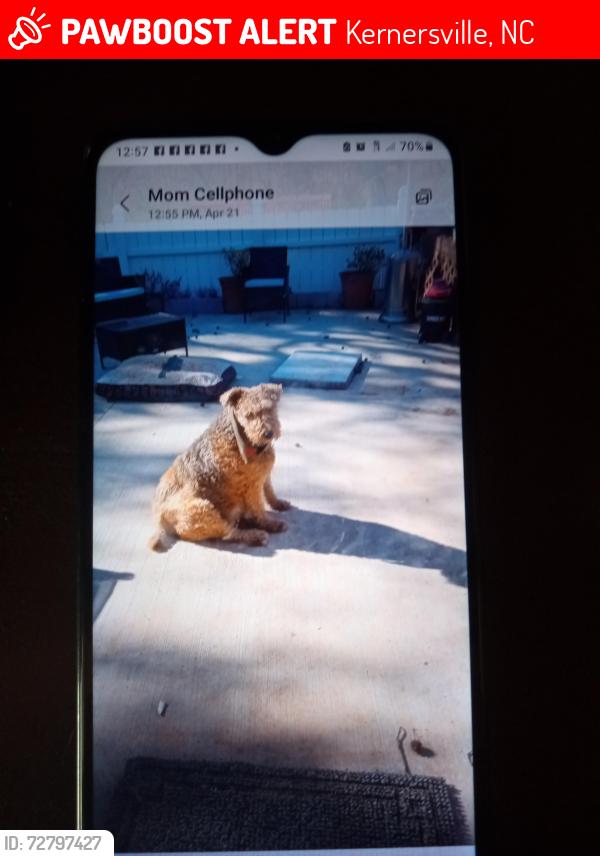 Lost Female Dog last seen Stone haven Rd, Kernersville, NC 27284