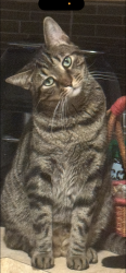 Lost Male Cat last seen Near 41st street north 33713, St. Petersburg, FL 33713