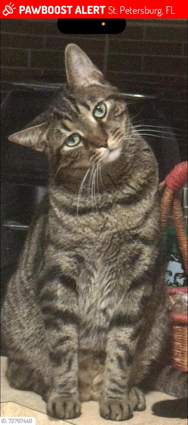 Lost Male Cat last seen Near 41st street north 33713, St. Petersburg, FL 33713
