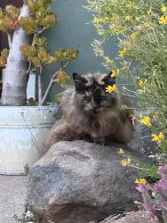 Found/Stray Unknown Cat last seen Penniman & Minna, Oakland, CA 94619