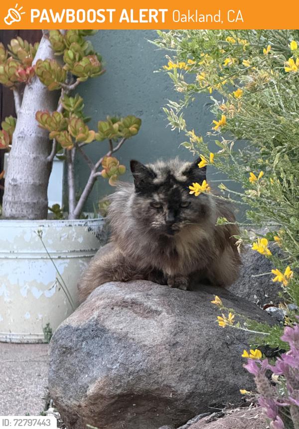 Found/Stray Unknown Cat last seen Penniman & Minna, Oakland, CA 94619