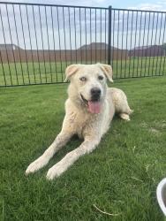 Found/Stray Female Dog last seen CR 304 & Osage Ln, Terrell, TX 75160