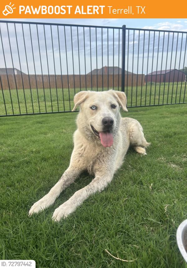 Found/Stray Female Dog last seen CR 304 & Osage Ln, Terrell, TX 75160