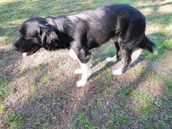 Found/Stray Male Dog last seen Hwy. 160 by quarry, Willard, Springfield, MO 65803