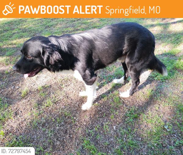 Found/Stray Male Dog last seen Hwy. 160 by quarry, Willard, Springfield, MO 65803
