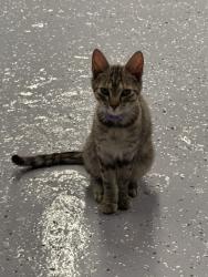 Found/Stray Female Cat last seen New walkertown rd, Winston Salem , Winston-Salem, NC 27105