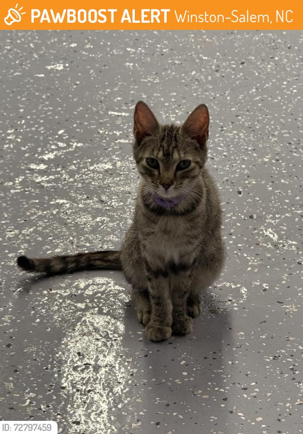 Found/Stray Female Cat last seen New walkertown rd, Winston Salem , Winston-Salem, NC 27105