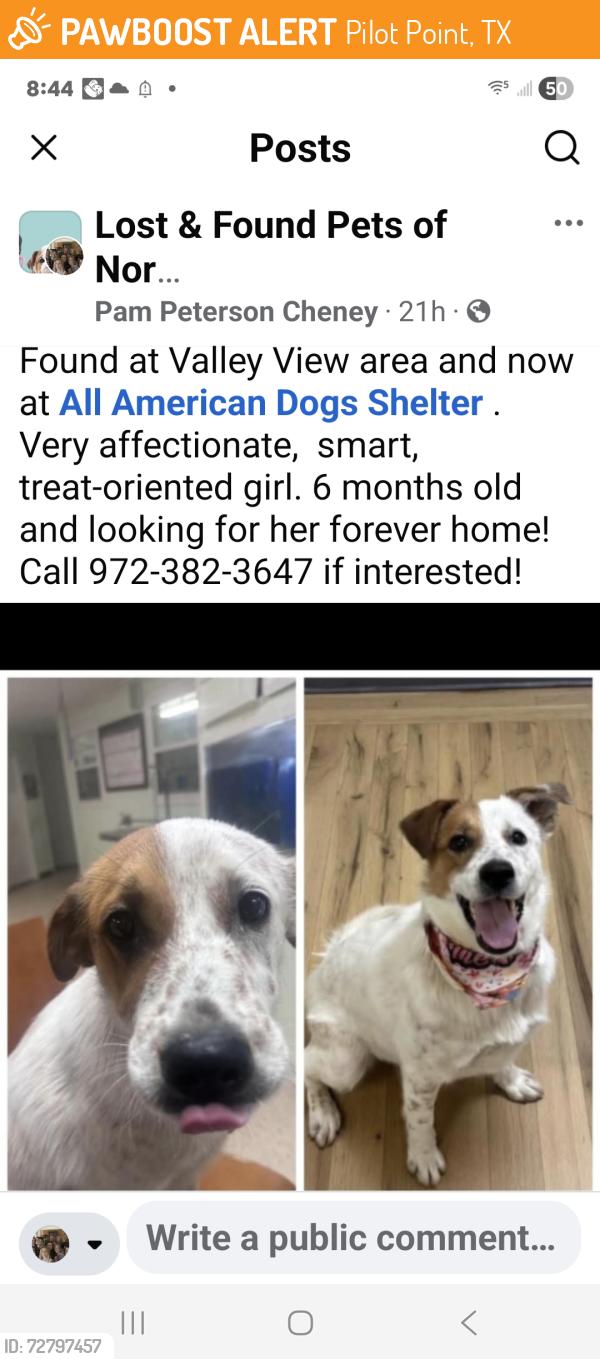 Found/Stray Female Dog last seen Valley View, Tx, Pilot Point, TX 76258