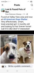 Found/Stray Female Dog last seen Valley View, Tx, Pilot Point, TX 76258