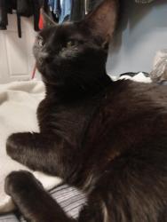 Lost Female Cat last seen 77th and Nicollet S., Minneapolis, MN 55423