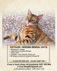 Lost Female Cat last seen Paradise point 4216, Paradise Point, QLD 4216