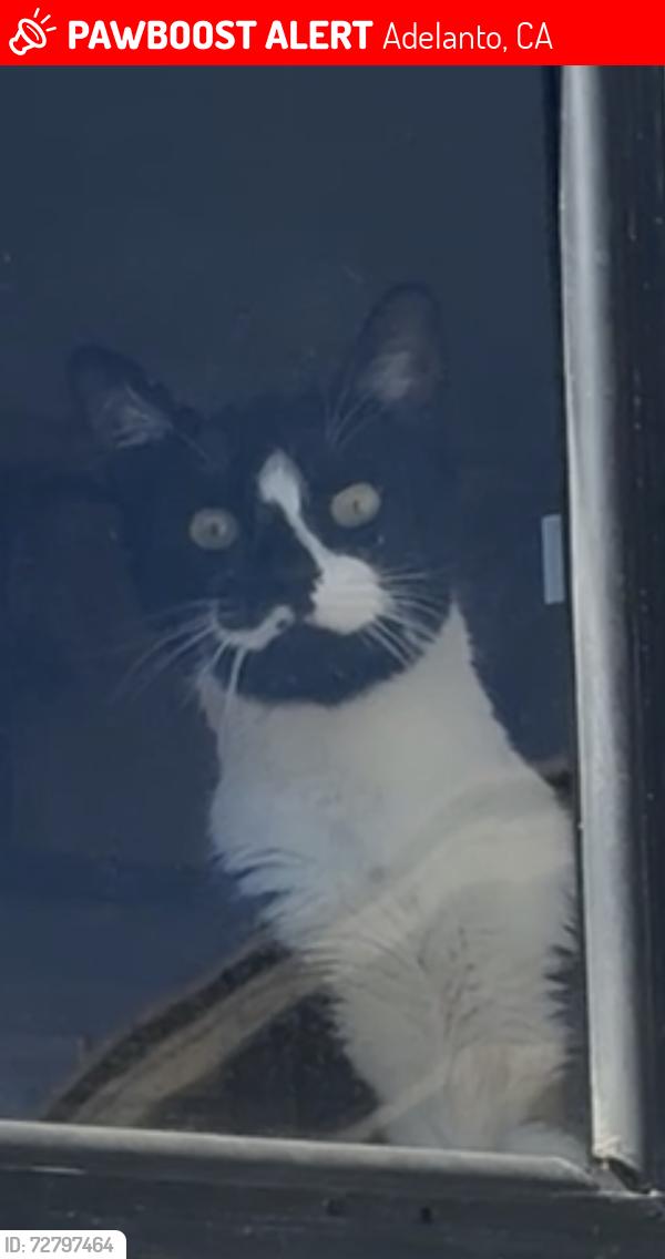 Lost Male Cat last seen Mojave and Coleridge , Adelanto, CA 92301