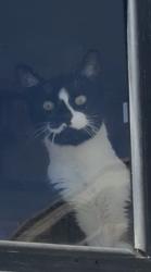 Lost Male Cat last seen Mojave and Coleridge , Adelanto, CA 92301