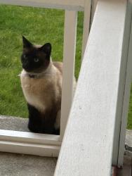 Found/Stray Unknown Cat last seen Lafeen’s , Bellingham, WA 98228