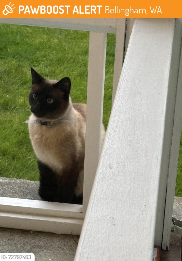 Found/Stray Unknown Cat last seen Lafeen’s, Bellingham, WA 98228