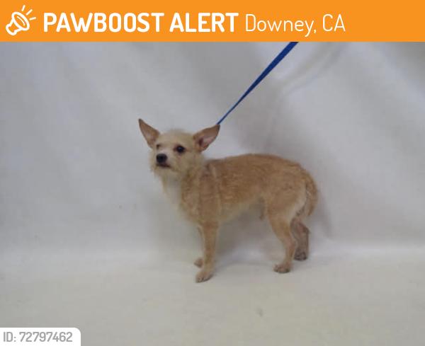 Found/Stray Male Dog last seen Seacca, Downey, CA 90241