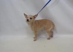 Found/Stray Male Dog last seen Seacca, Downey, CA 90241