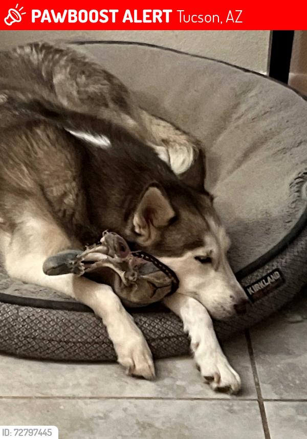 Lost Female Dog last seen Golflinks and Pantano, Tucson, AZ 85730