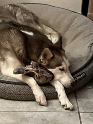 Lost Female Dog last seen Golflinks and Pantano, Tucson, AZ 85730