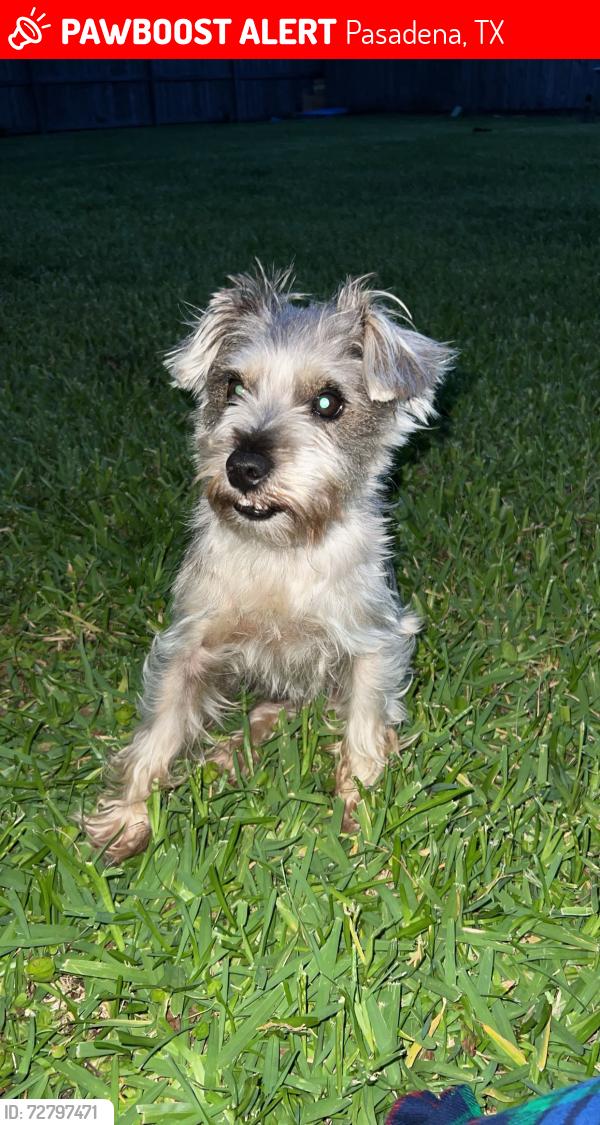 Lost Male Dog last seen Near queens park, Pasadena, TX 77502