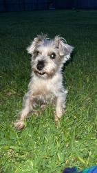 Lost Male Dog last seen Near queens park, Pasadena, TX 77502