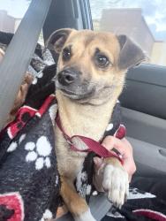 Found/Stray Male Dog last seen Poplar Ave and Pine Ave, Fontana, CA 92335