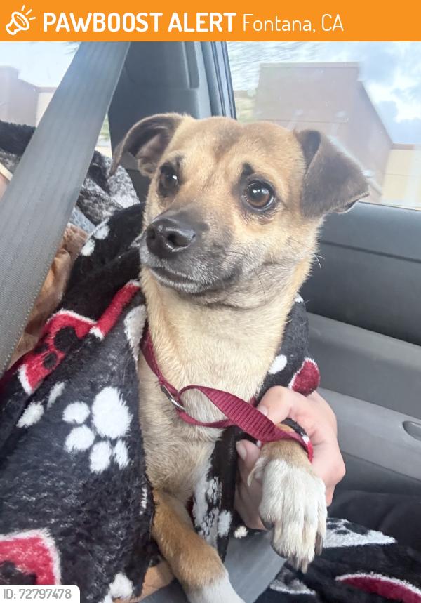 Found/Stray Male Dog last seen Poplar Ave and Pine Ave, Fontana, CA 92335