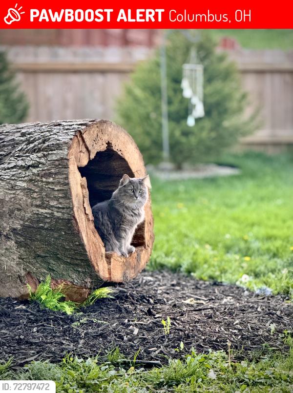 Lost Female Cat last seen Nafzger and Blandon Run , Columbus, OH 43230