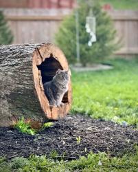 Lost Female Cat last seen Nafzger and Blandon Run , Columbus, OH 43230