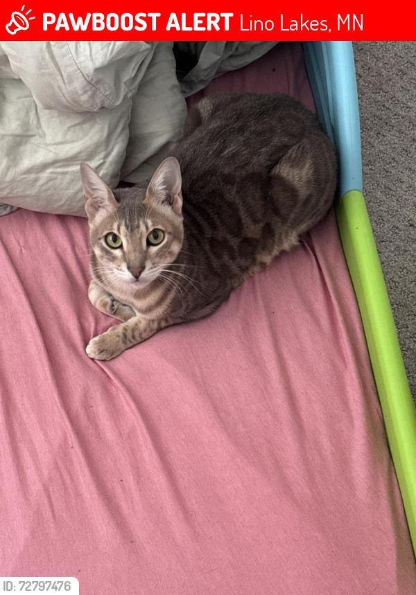 Lost Male Cat last seen White pine rd , Lino Lakes, MN 55014