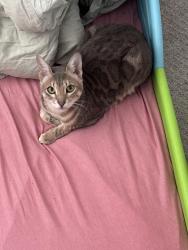 Lost Male Cat last seen White pine rd , Lino Lakes, MN 55014