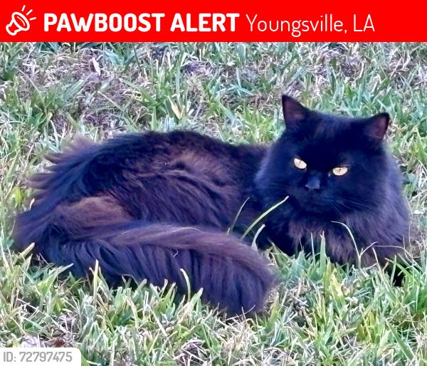 Lost Male Cat last seen Detente rd, Youngsville, LA 70592