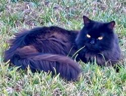 Lost Male Cat last seen Detente rd, Youngsville, LA 70592