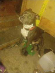 Lost Male Dog last seen Missing from Penn and SW 18th Street or the Will Rodgers Court apmts, Oklahoma City, OK 73108