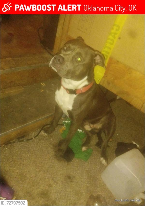 Lost Male Dog last seen Missing from Penn and SW 18th Street or the Will Rodgers Court apmts, Oklahoma City, OK 73108
