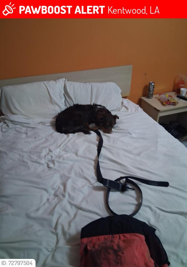 Lost Female Dog last seen Near Sunny Time gas station , Kentwood, LA 70444
