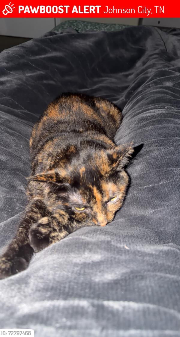 Lost Female Cat last seen Near Trillium Trail Johnson City TN, Johnson City, TN 37604