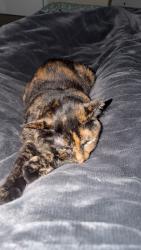Lost Female Cat last seen Near Trillium Trail Johnson City TN, Johnson City, TN 37604