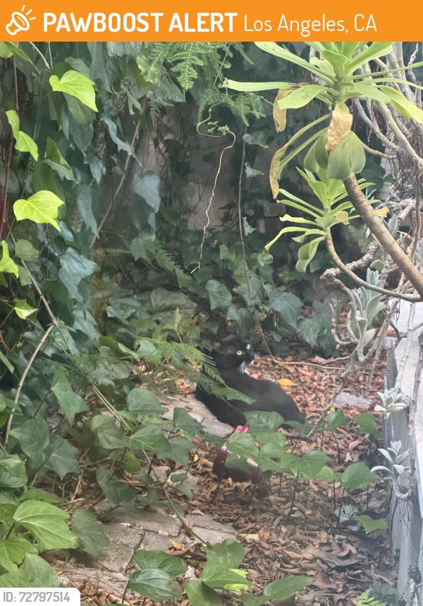 Found/Stray Unknown Cat last seen Sweetzer&6th street , Los Angeles, CA 90048