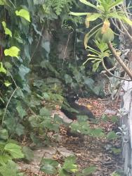 Found/Stray Unknown Cat last seen Sweetzer&6th street , Los Angeles, CA 90048