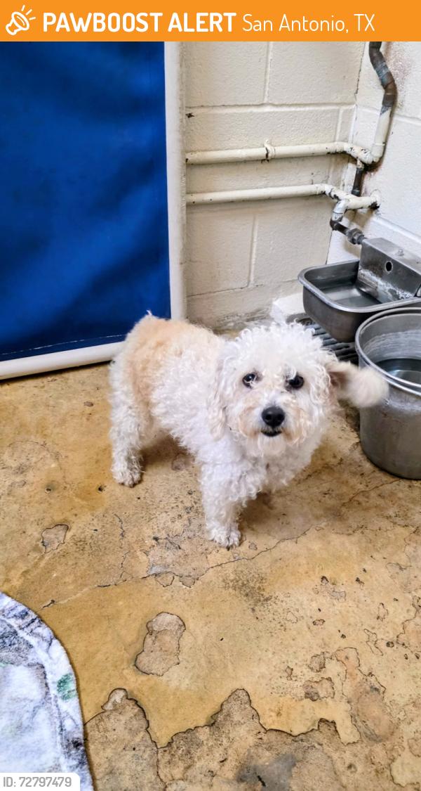 Found/Stray Male Dog last seen Bulverde/ Jung road area, San Antonio, TX 78247